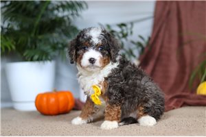 Leopold - Bernedoodle, Mini for sale