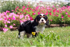 Ezekiel - Cavalier King Charles Spaniel for sale