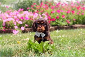 Ewan - Cavalier King Charles Spaniel for sale