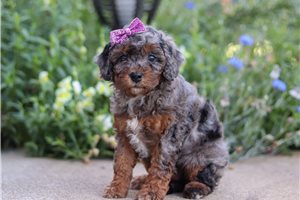 Jersey - puppy for sale