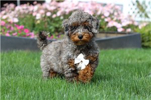 Jenson - puppy for sale