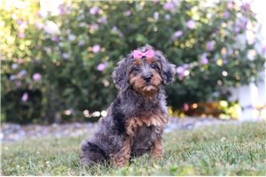 Louisa - Cavapoo for sale