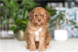 Kingston - puppy for sale