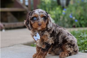 Monet - puppy for sale