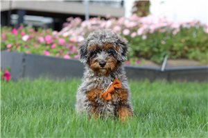 Joel - Cavapoo for sale