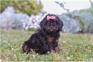 Mary - Cavapoo for sale