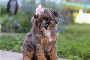 Jillian - puppy for sale