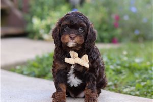 Marcus - puppy for sale