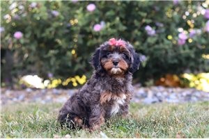 Liliana - puppy for sale
