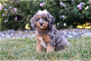 Loren - puppy for sale