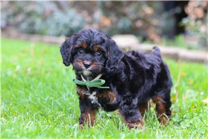 Newt - Cavapoo for sale