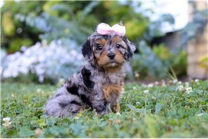 Leah - puppy for sale
