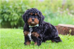 Nicolas - puppy for sale