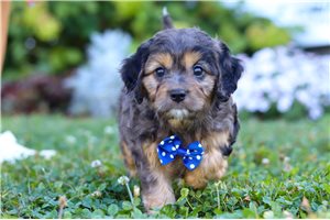 Lucas - puppy for sale