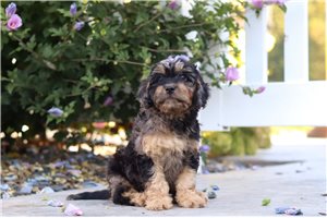 Leonard - Cavapoo for sale