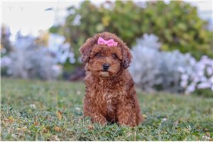 Joanie - Cavapoo for sale