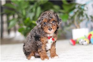 Kevin - puppy for sale