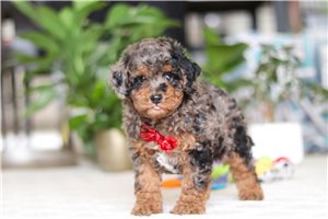 Knox - puppy for sale