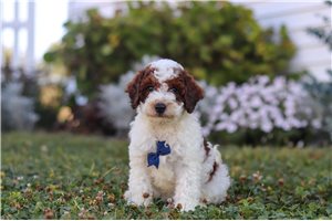 Johan - puppy for sale
