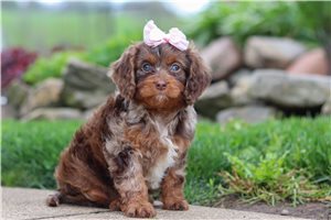 Nadia - puppy for sale