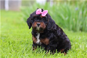 Nicole - puppy for sale
