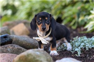 Roger - Dachshund, Tweenie for sale
