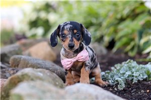 Rita - puppy for sale