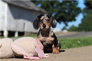 Richie - puppy for sale