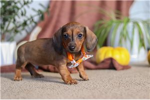 Preston - Dachshund, Tweenie for sale
