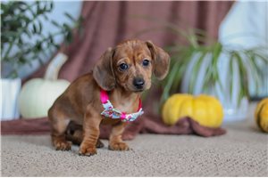 Persephone - Dachshund, Tweenie for sale