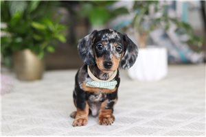 Kairo - Dachshund, Tweenie for sale