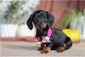 Pattie - Dachshund, Tweenie for sale