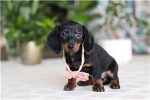 Katherine - Dachshund, Tweenie for sale