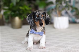 Kaleb - Dachshund, Tweenie for sale