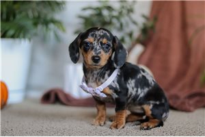 Pandora - Dachshund, Tweenie for sale