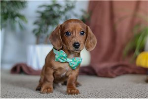 Puck - Dachshund, Tweenie for sale