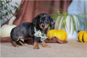 Phoenix - Dachshund, Tweenie for sale