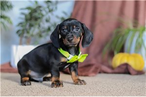 Pongo - Dachshund, Tweenie for sale