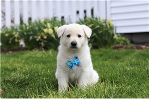 Murray - puppy for sale
