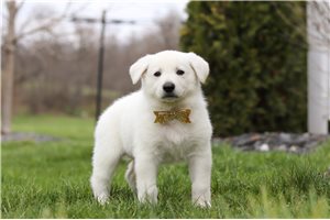 Monty - puppy for sale