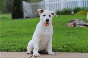 Marissa - German Shepherd for sale