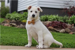 Murray - puppy for sale