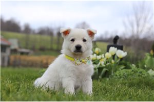 Mason - German Shepherd for sale