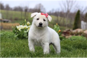 Marissa - puppy for sale