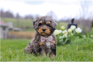 Liliana - Bernedoodle, Mini for sale