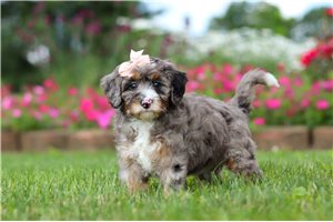 Sienna - puppy for sale