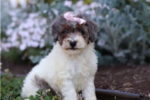 Nutmeg - Bernedoodle, Mini for sale