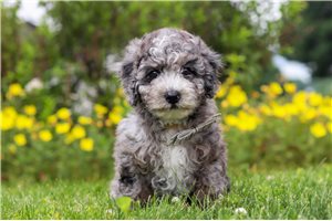 Ollie - puppy for sale