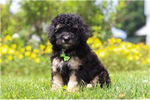 Owen - Bernedoodle, Mini for sale
