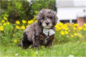 Oswald - Bernedoodle, Mini for sale